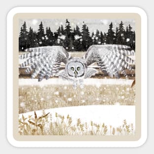 Great grey Owl Sticker